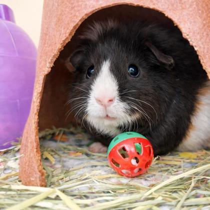 Enlarge Zigzagoon (bonded w Linoone), a Adoptable mixed breed in Voorhees, NJ image 1/2