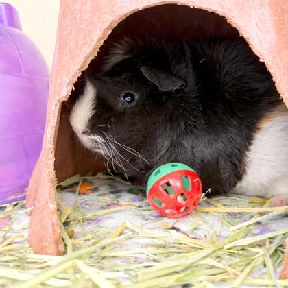 Enlarge Zigzagoon (bonded w Linoone), a Adoptable mixed breed in Voorhees, NJ image 2/2