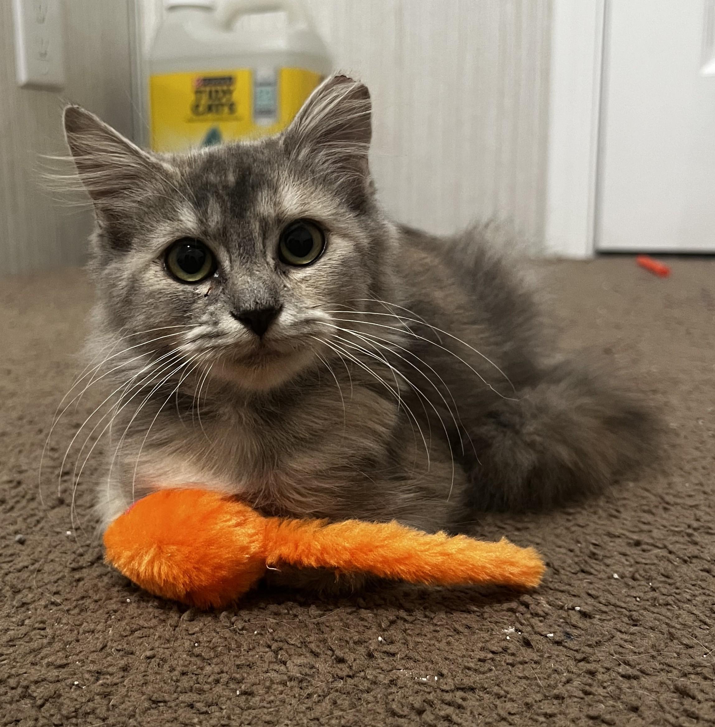 Delilah, adoptable, Kitten Female Domestic Long Hair.