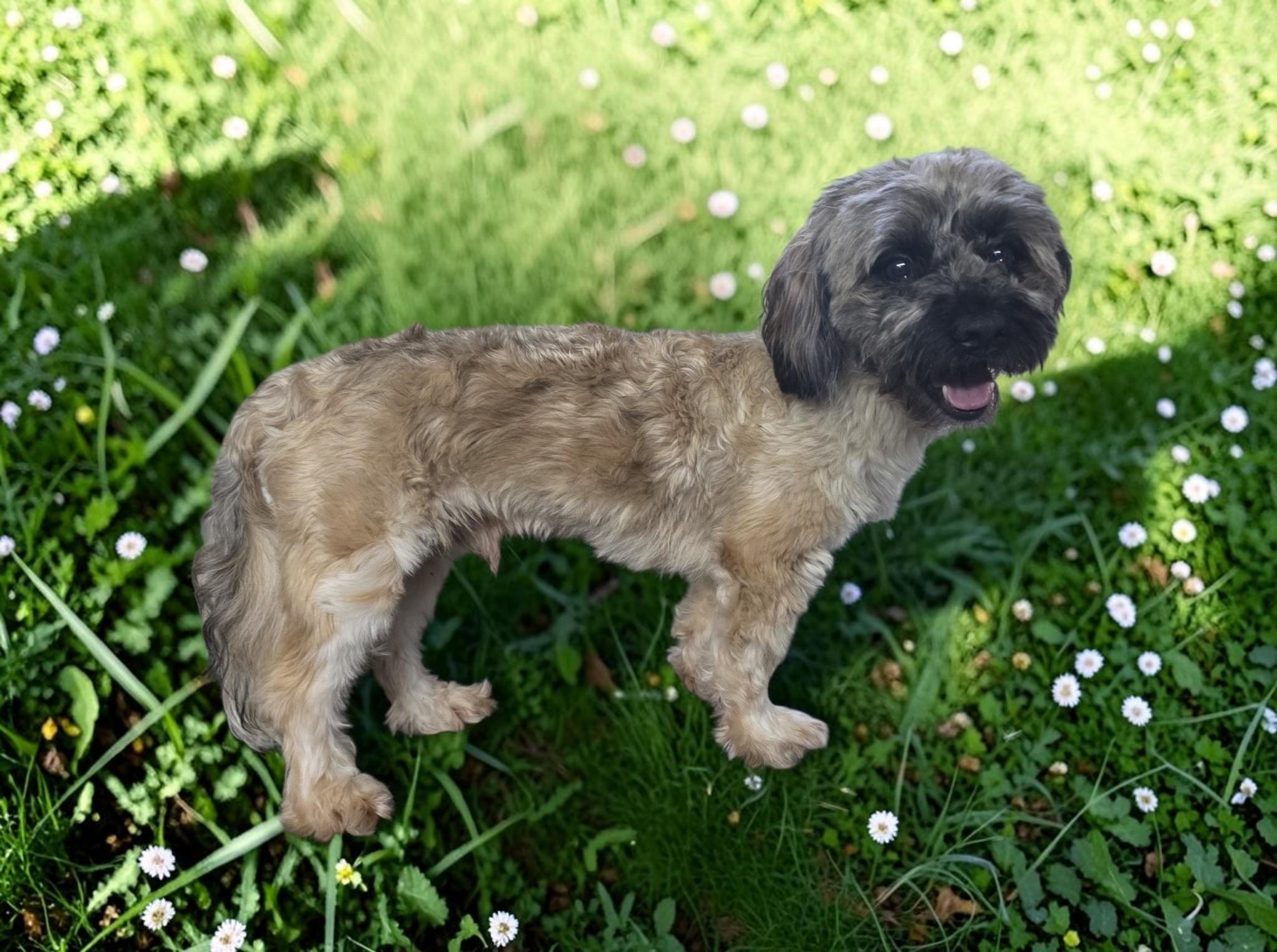 Enlarge Jack, a Adoptable Maltipoo in Dallas, GA image 2/2