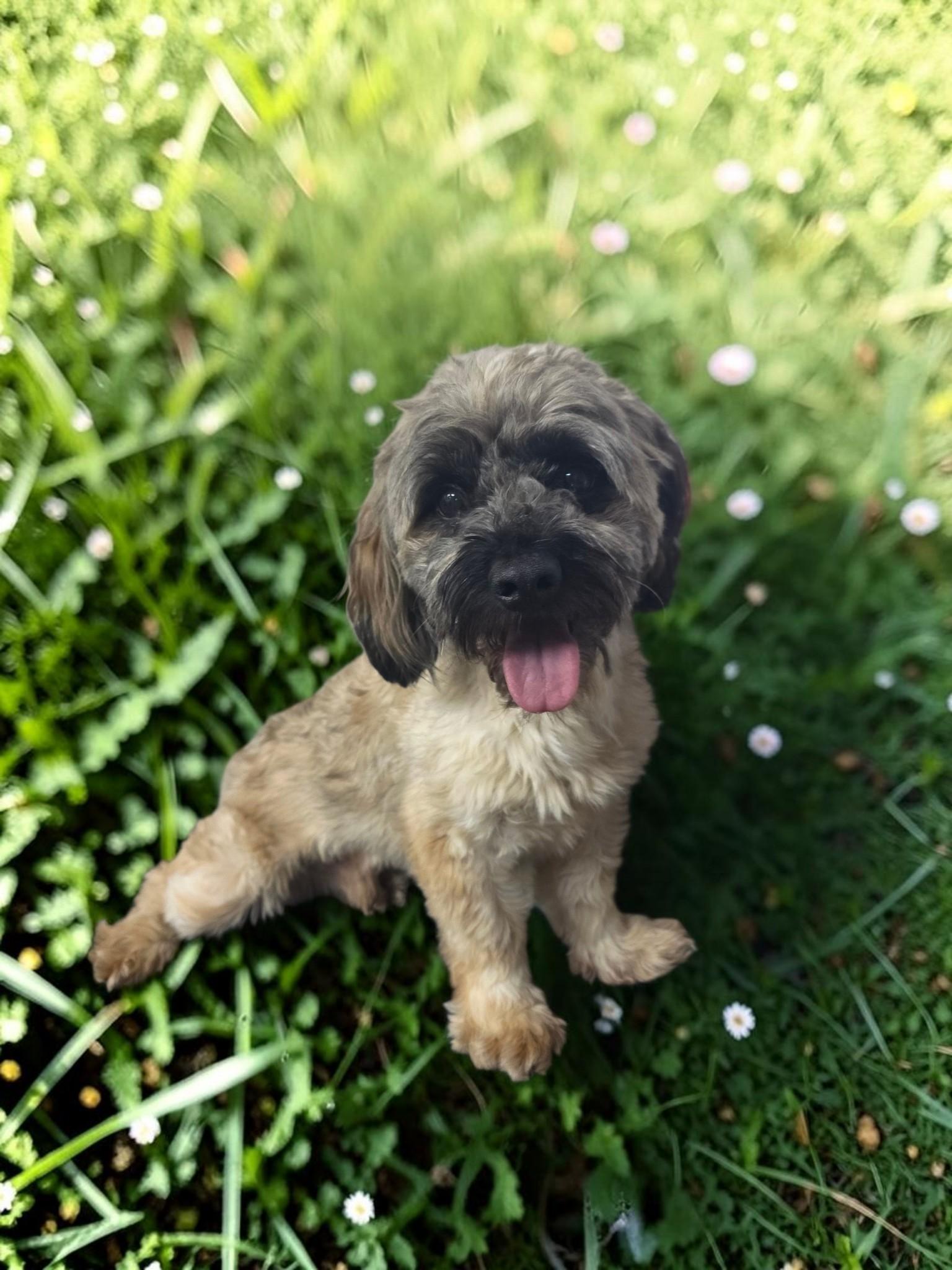 Enlarge Jack, a Adoptable Maltipoo in Dallas, GA image 1/2