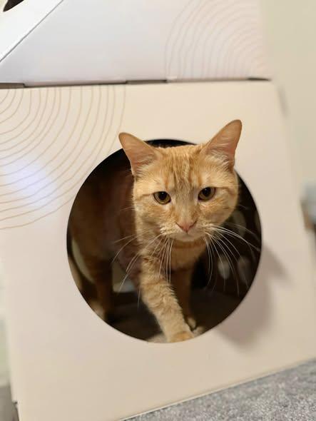 Enlarge Goldy, a ADOPTABLE Domestic Short Hair in Reading, PA image 2/2