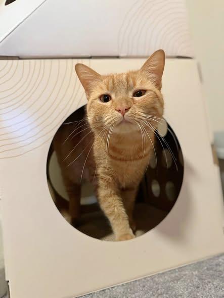Goldy, ADOPTABLE, Adult Male Domestic Short Hair.