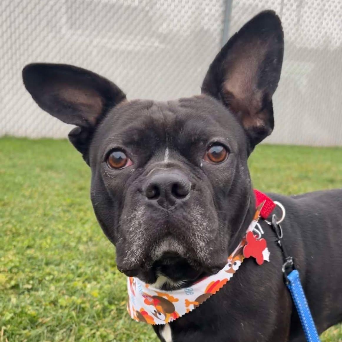 Sir Loin, Adoptable, Adult Male French Bulldog.