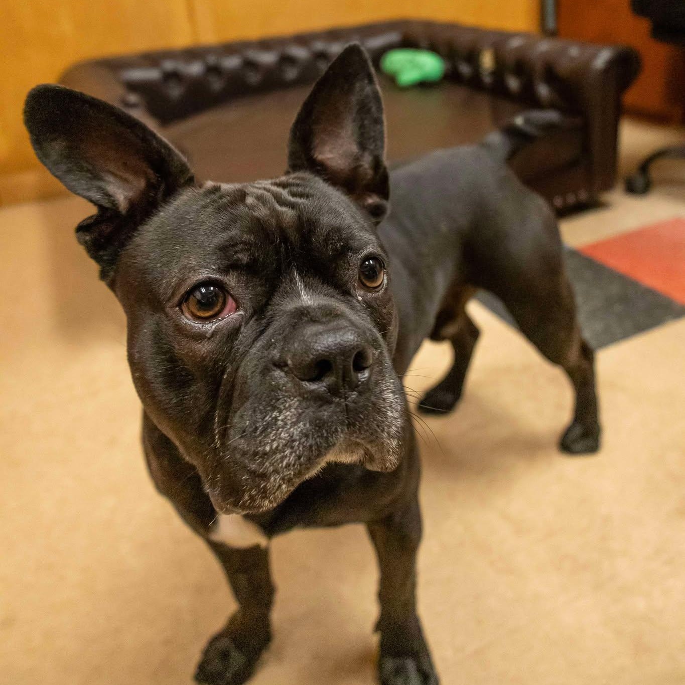 Sir Loin, a Adoptable mixed breed in Valparaiso, IN image 2/2