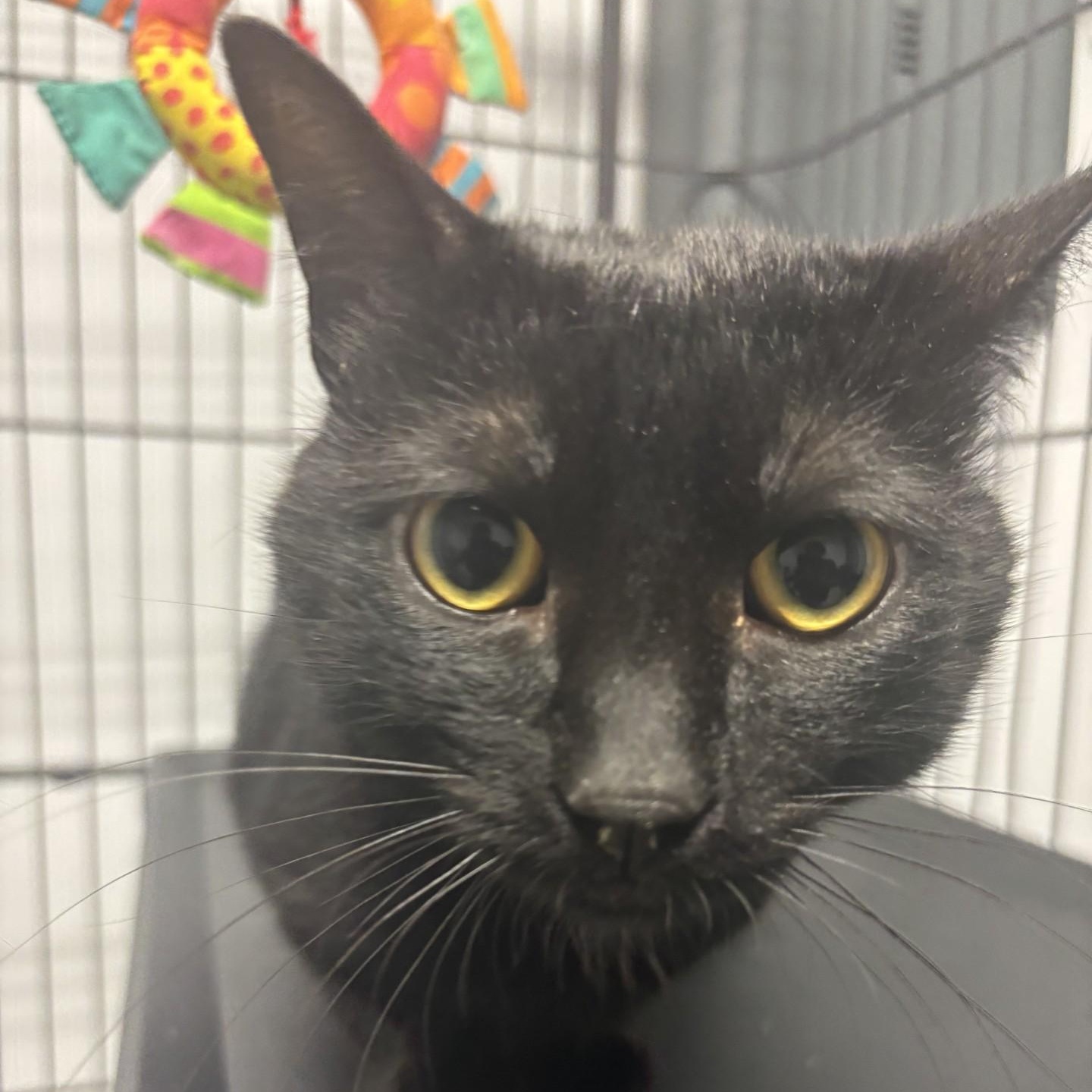 Marty, Young Male Domestic Short Hair