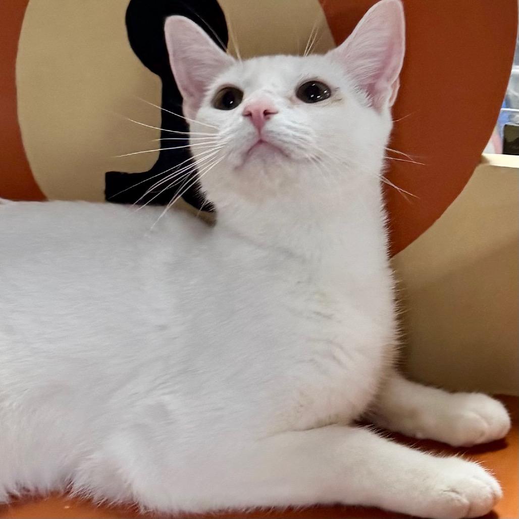 Lucia, Adoptable, Adult Female Domestic Short Hair.