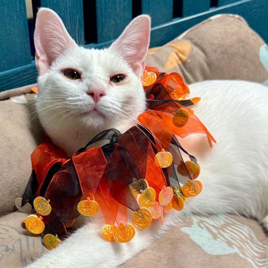 Lucia — thumbnail 2