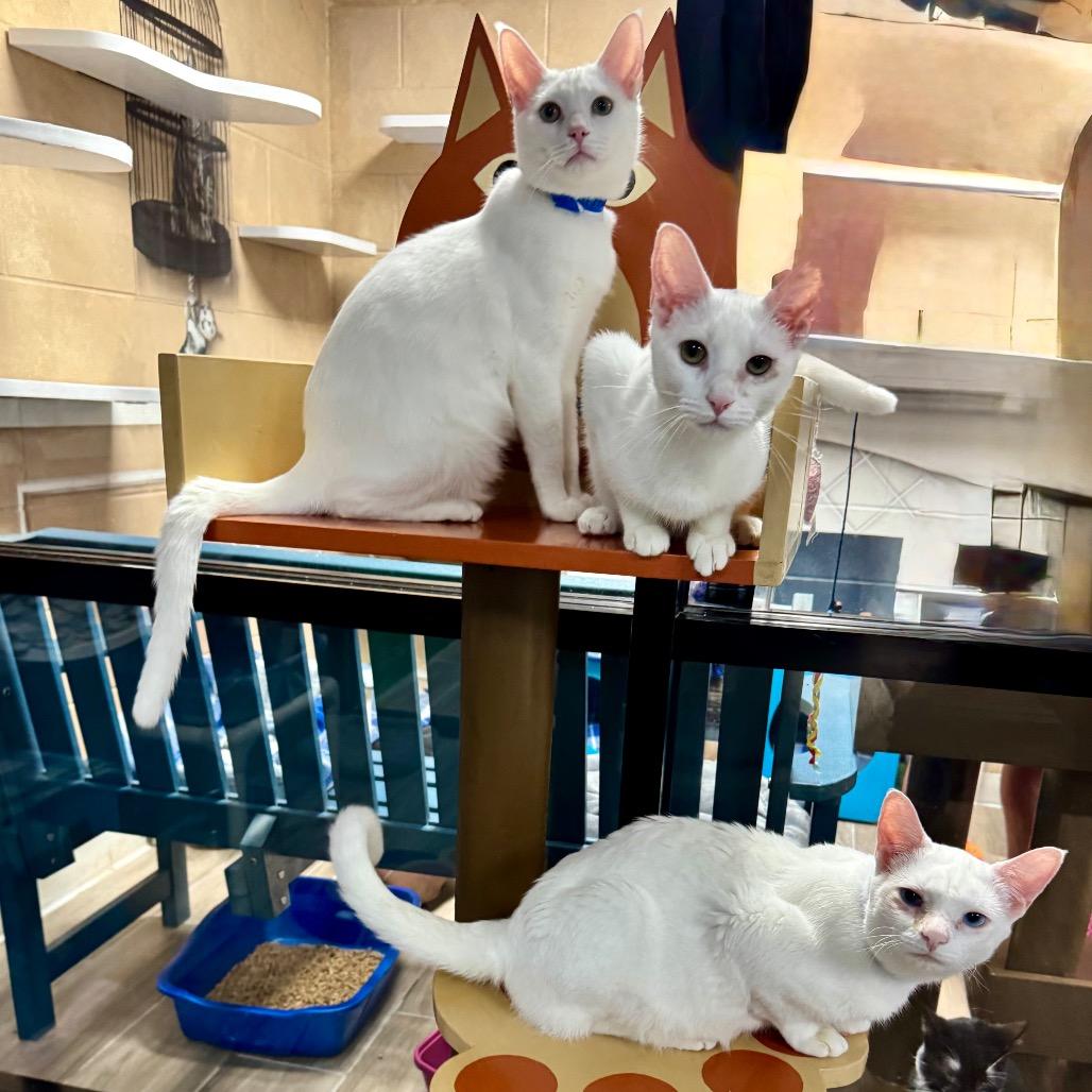 Lucia — thumbnail 3