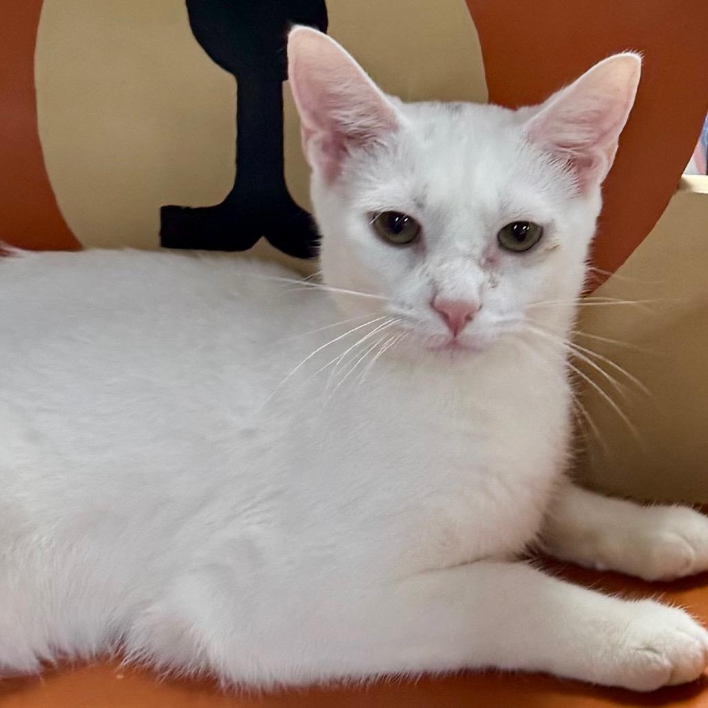 Enlarge Lucia, a Adoptable Domestic Short Hair in Lakeland, FL image 5/5