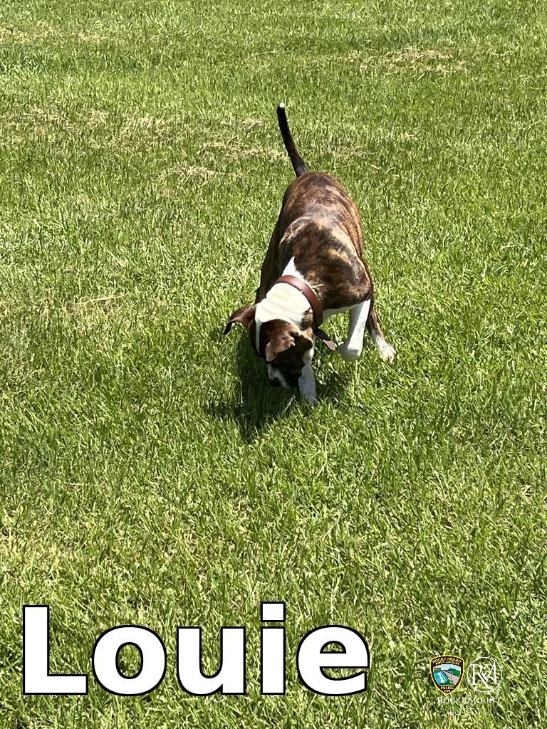 Enlarge Louie, a Adoptable Pit Bull Terrier in Rocky Mount, NC image 1/2