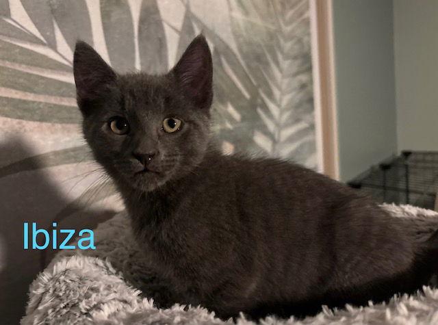 Ibiza - BONDED PAIR, Adoptable, Kitten Female Domestic Short Hair.