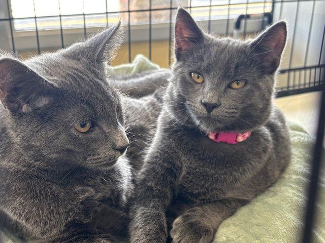 Enlarge Ibiza - BONDED PAIR, a Adoptable Domestic Short Hair in Naugatuck, CT image 3/3