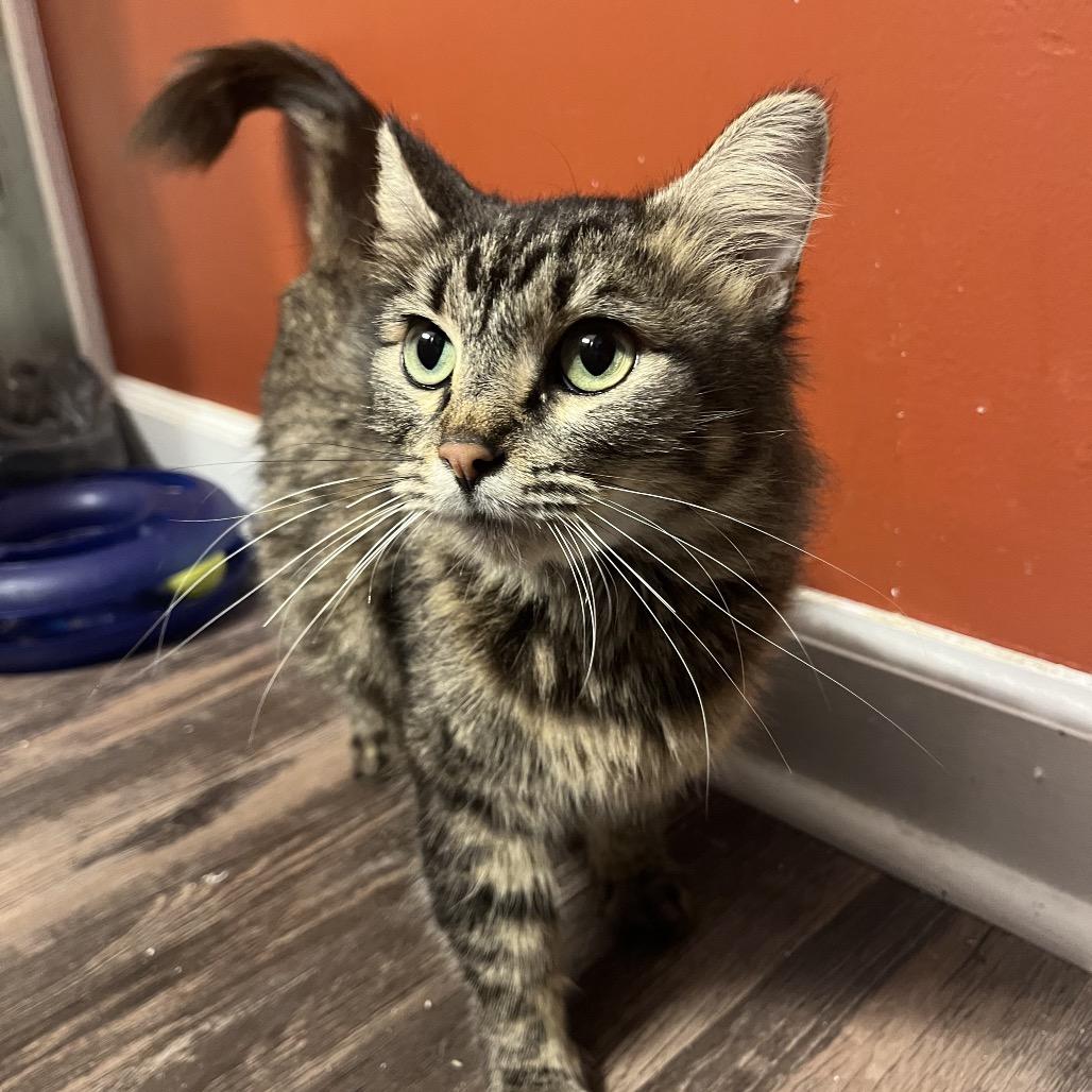 Brain Rot, Adoptable, Adult Female Domestic Long Hair.