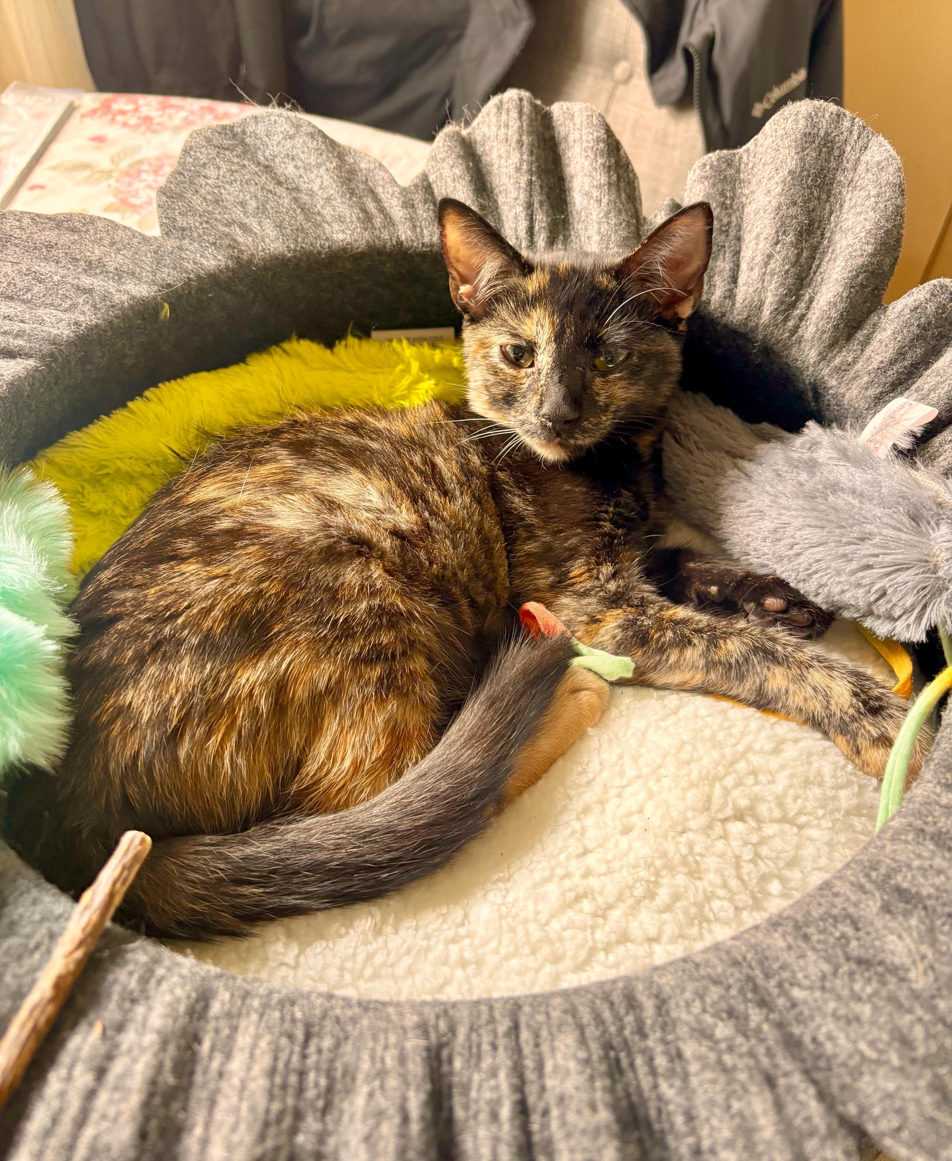 Enlarge Marissa, a ADOPTABLE Tortoiseshell in Bethel, CT image 3/6