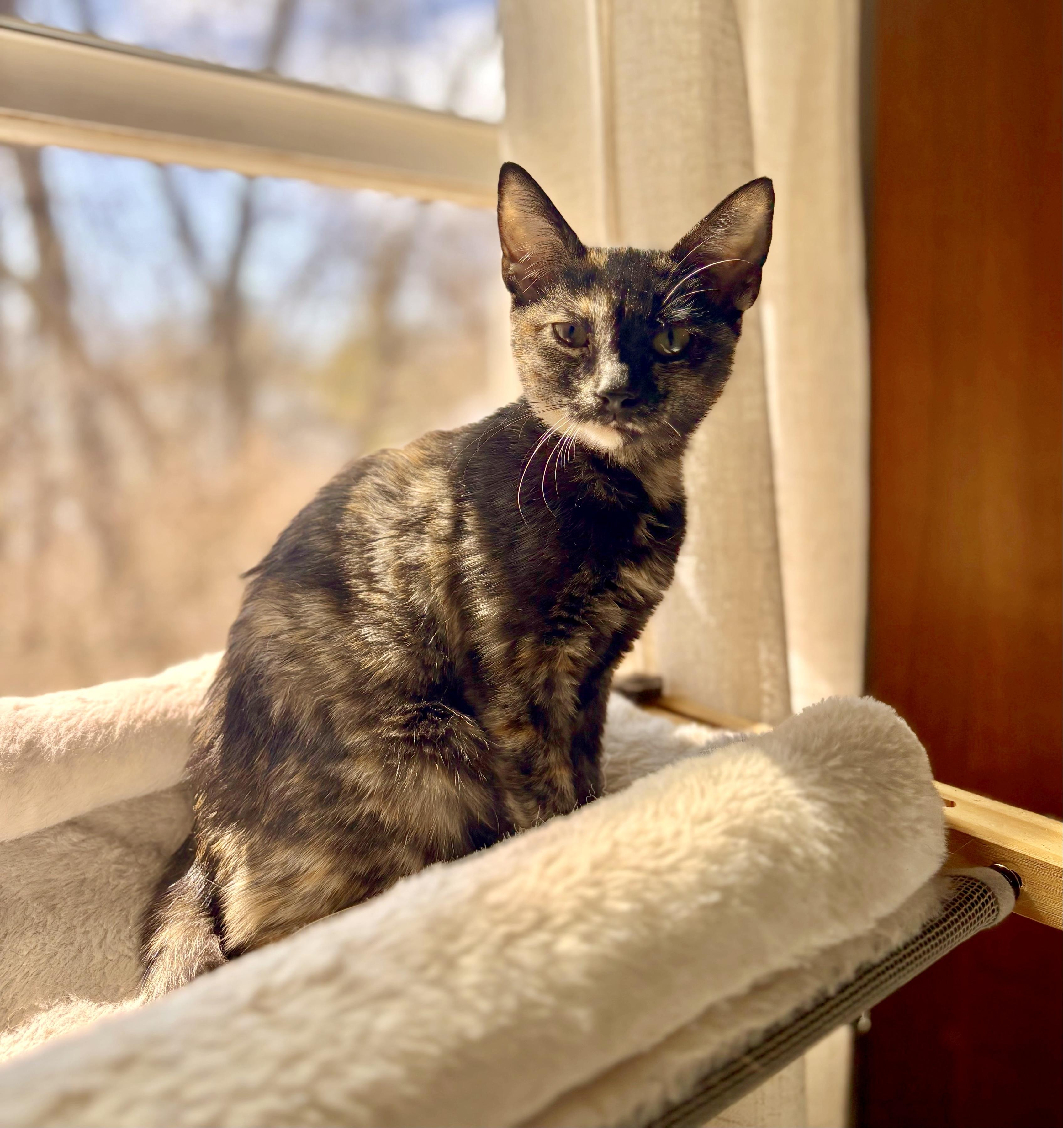 Enlarge Marissa, a ADOPTABLE Tortoiseshell in Bethel, CT image 4/6