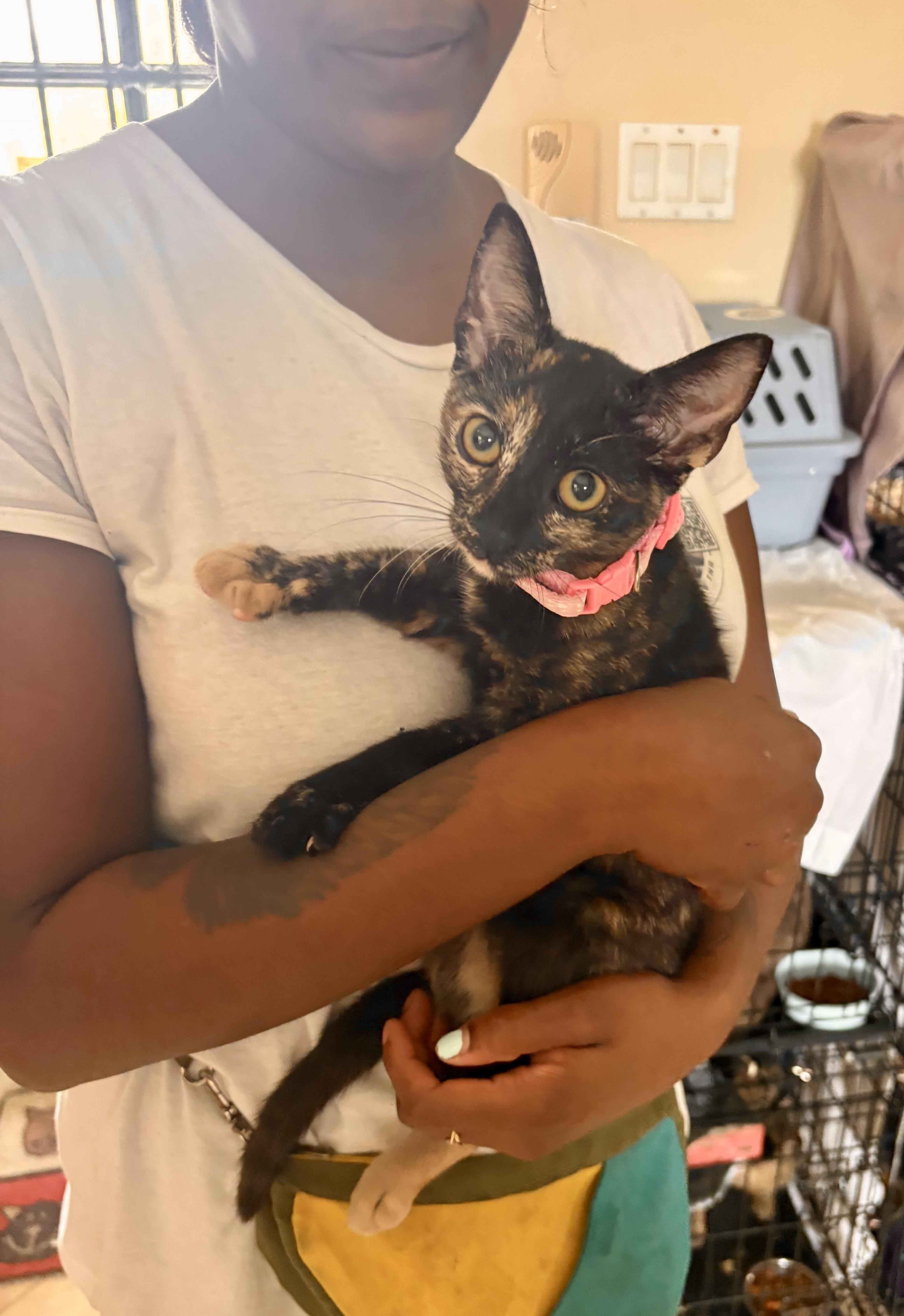 Enlarge Marissa, a ADOPTABLE Tortoiseshell in Bethel, CT image 6/6