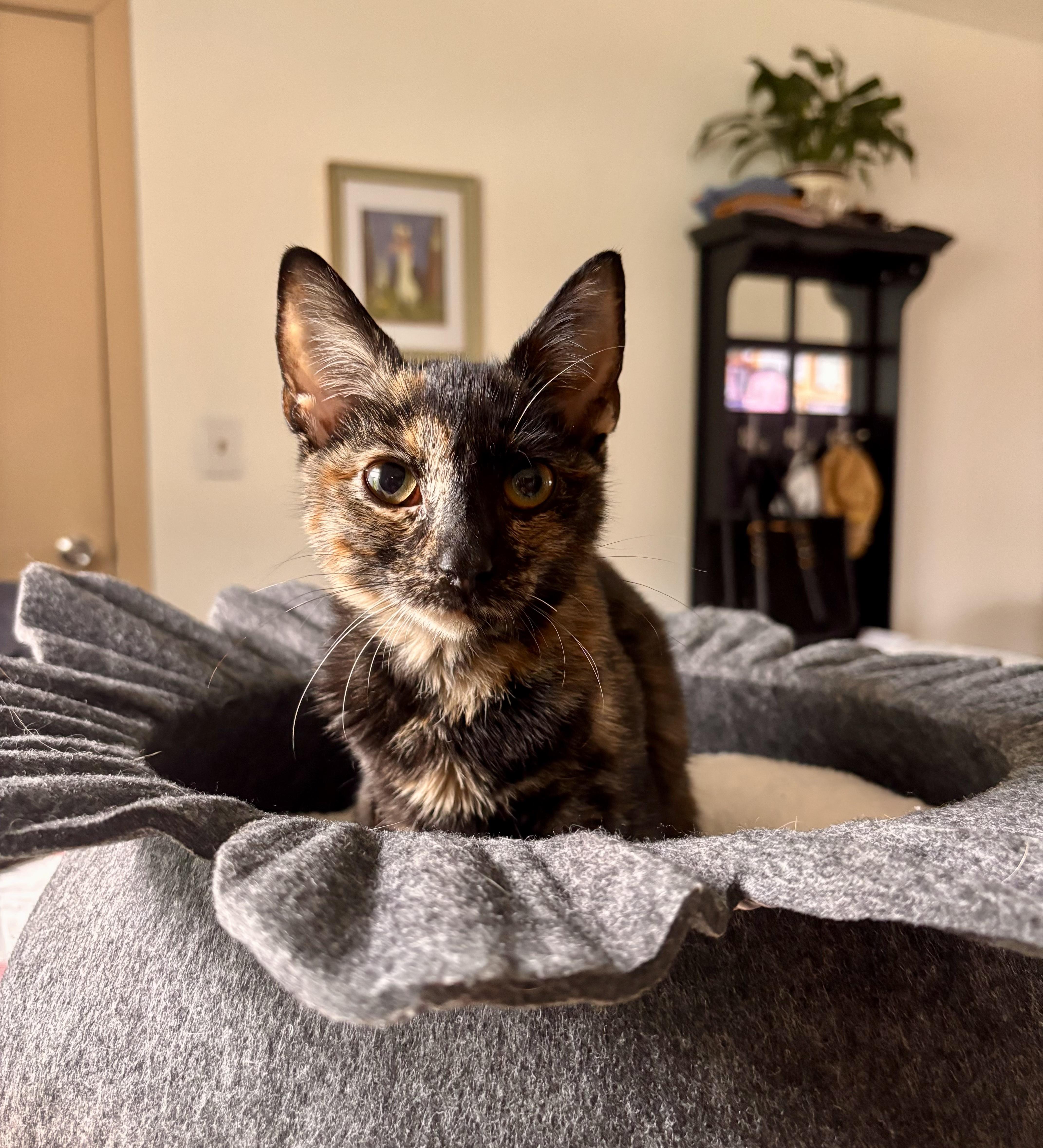 Enlarge Marissa, a ADOPTABLE Tortoiseshell in Bethel, CT image 5/6