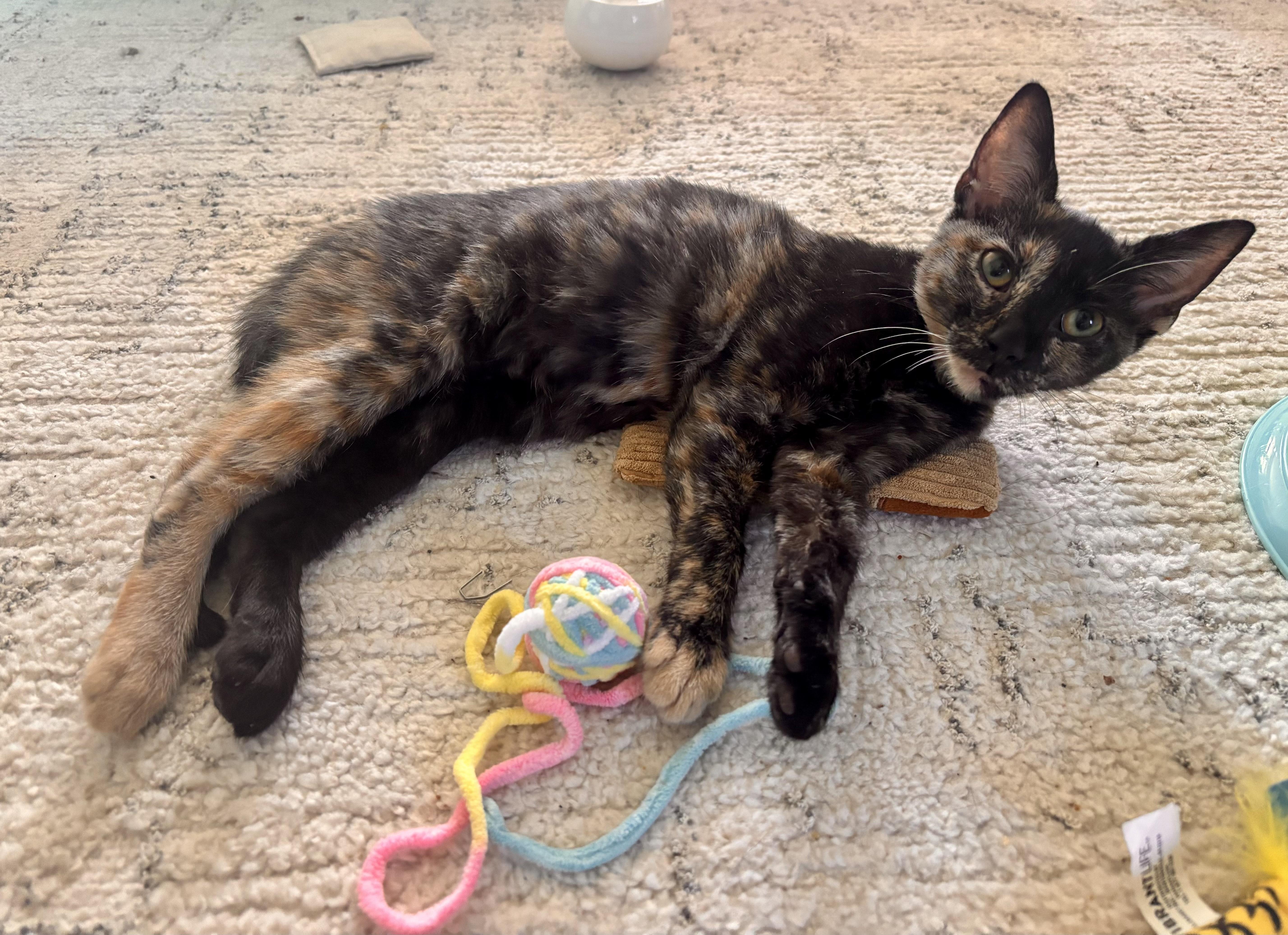 Enlarge Marissa, a ADOPTABLE Tortoiseshell in Bethel, CT image 2/6