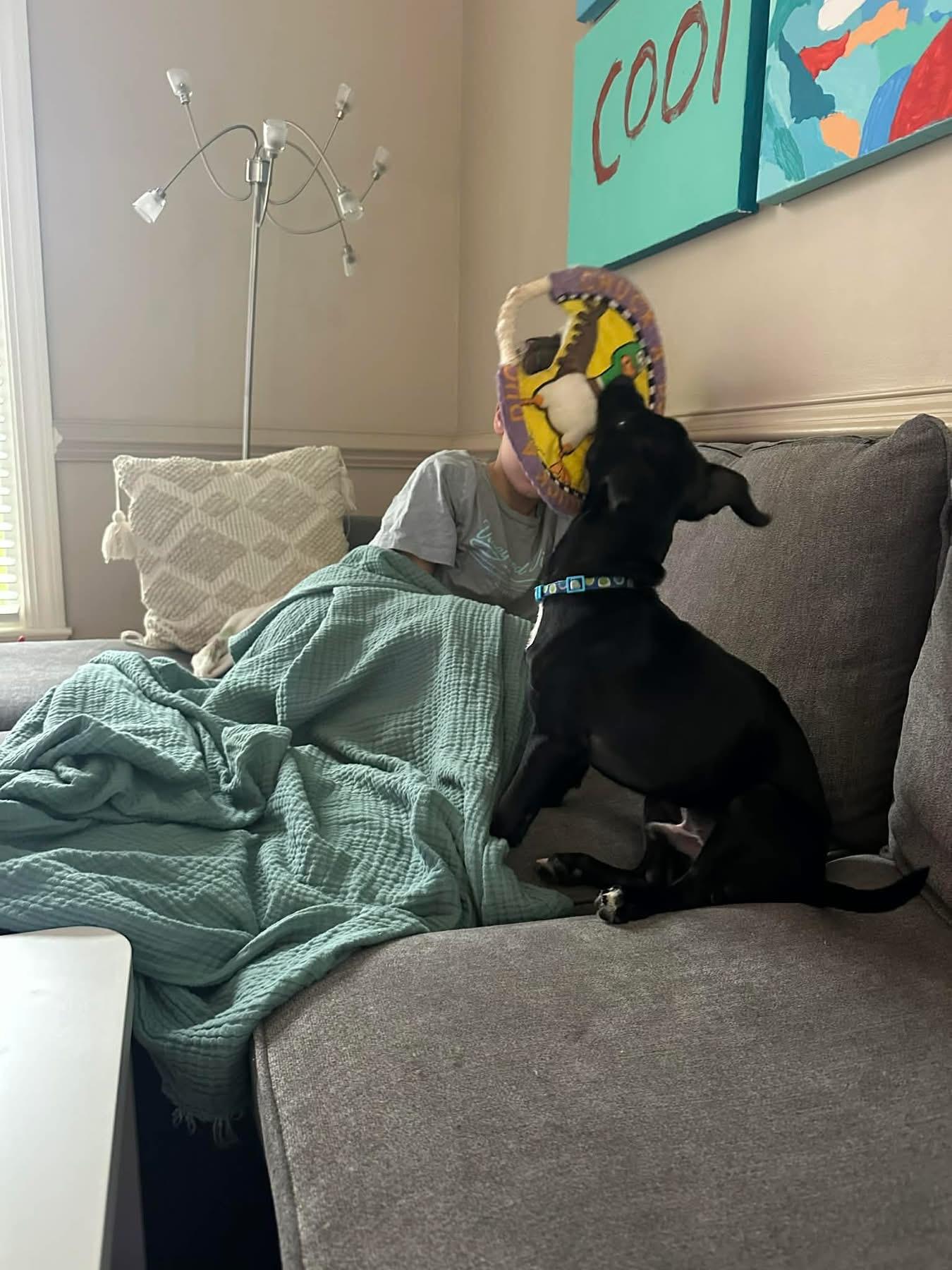 Enlarge Bobo, a ADOPTABLE mixed breed in Douglas, MA image 4/6