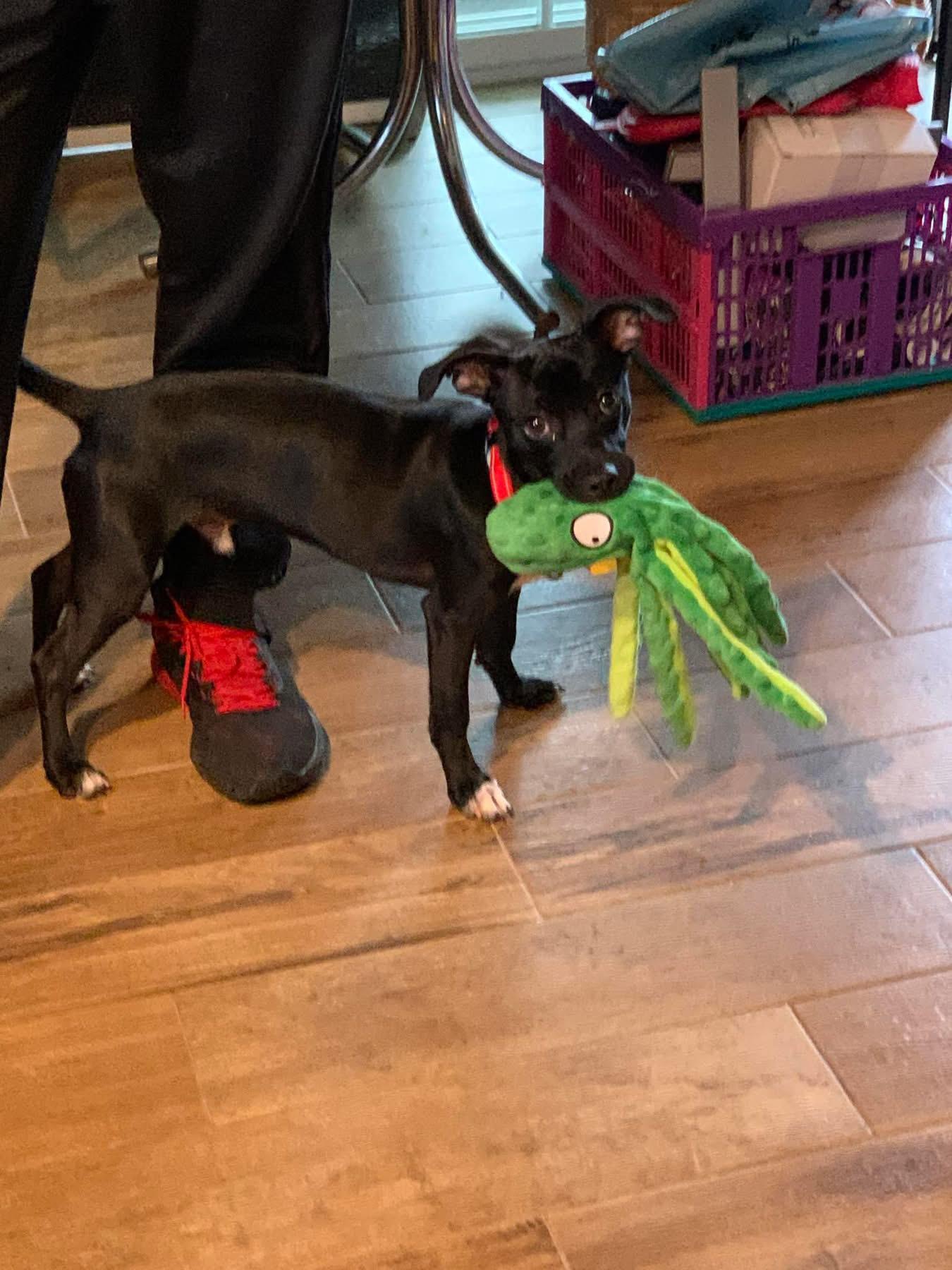 Enlarge Bobo, a ADOPTABLE mixed breed in Douglas, MA image 3/6