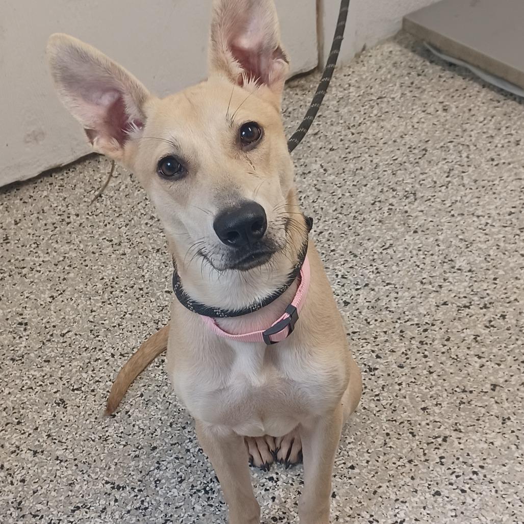 Enlarge Baby Roo, a Adoptable mixed breed in Hattiesburg, MS image 1/1