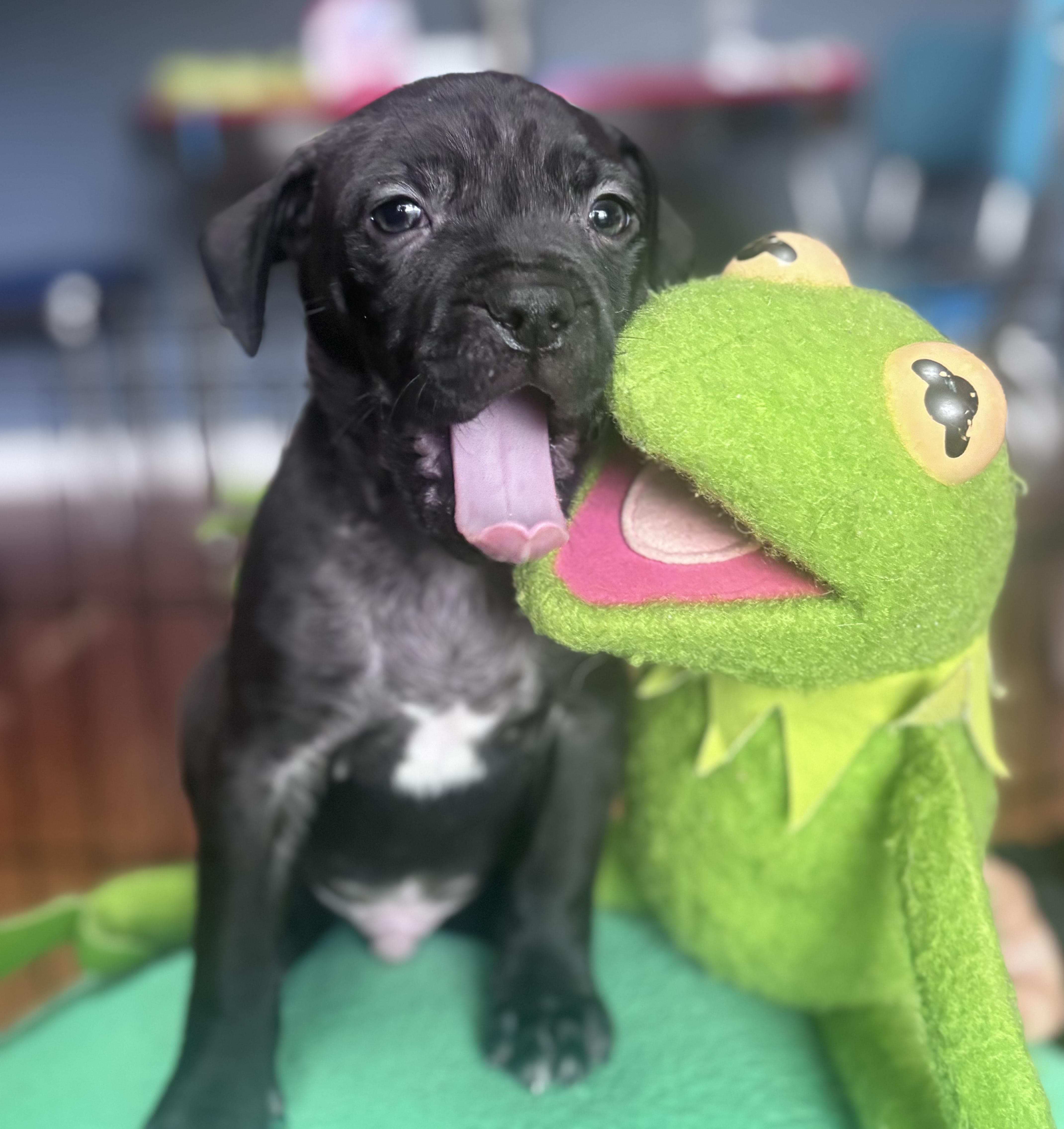 Enlarge Froggy Rascals - Local Fun, a Adoption Pending mixed breed in Andover, MA image 1/4