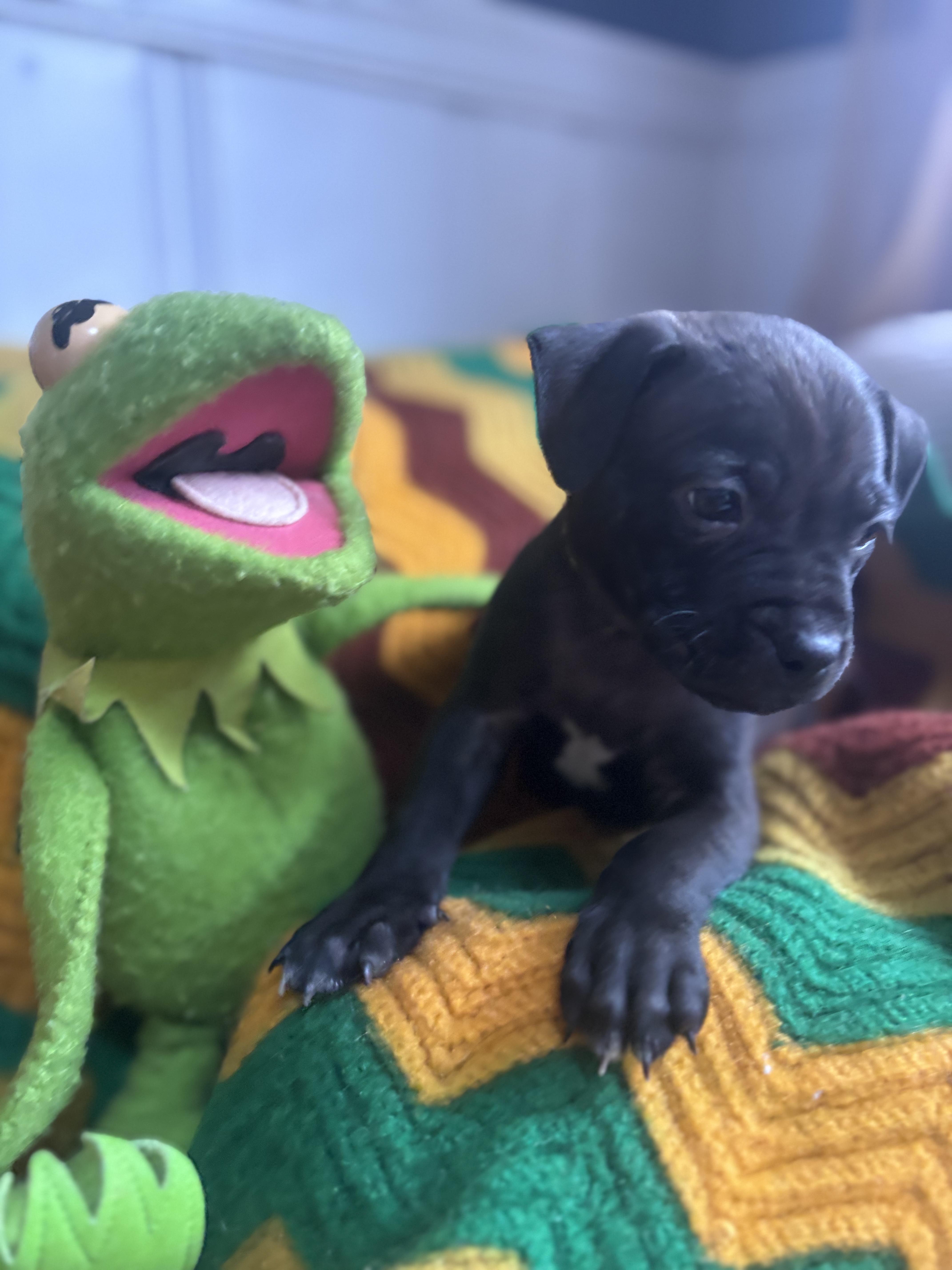 Enlarge Froggy Rascals - Local Fun, a Adoption Pending mixed breed in Andover, MA image 2/4