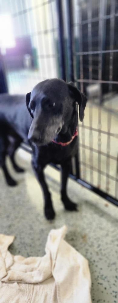 Bella, Adoptable, Adult Female Labrador Retriever.