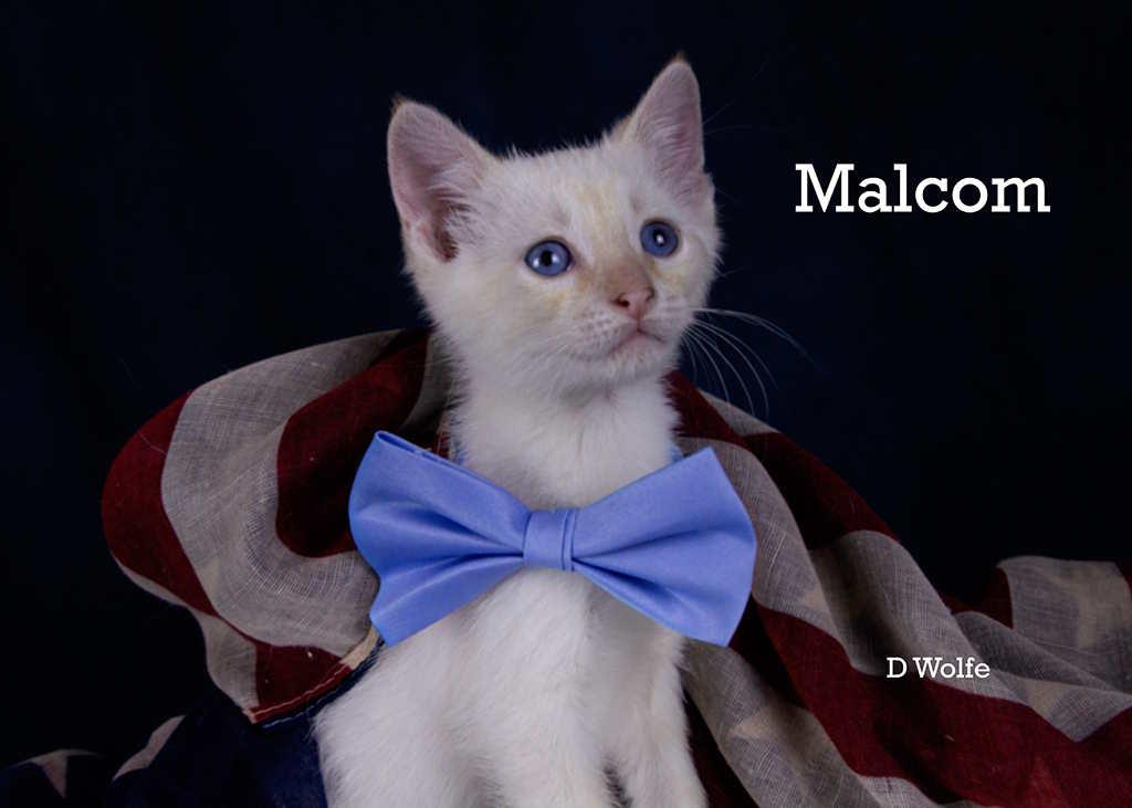 Malcolm, an adopted mixed breed in York, NE image 4/4
