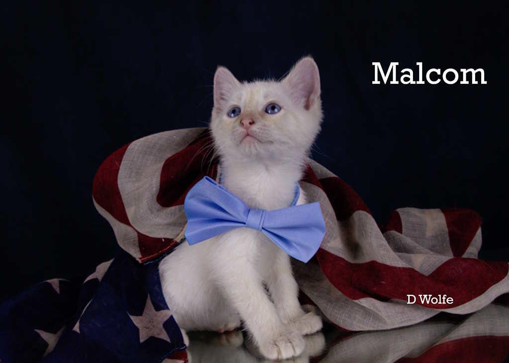 Malcolm, an adopted mixed breed in York, NE image 2/4