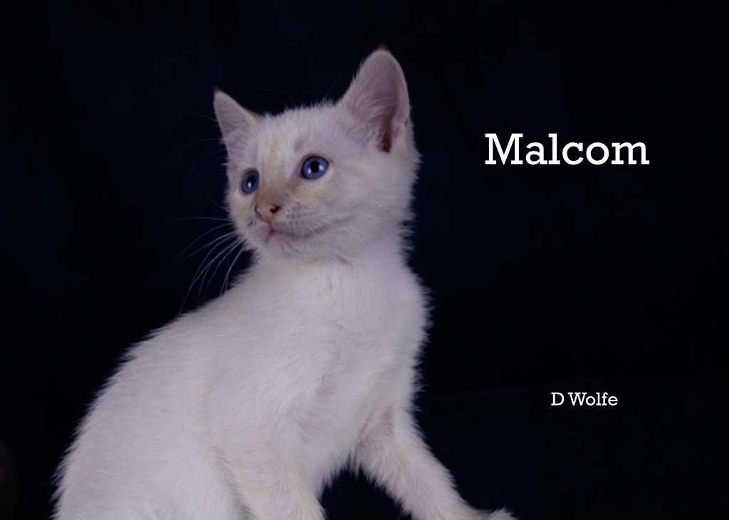 Malcolm, an adopted mixed breed in York, NE image 1/4