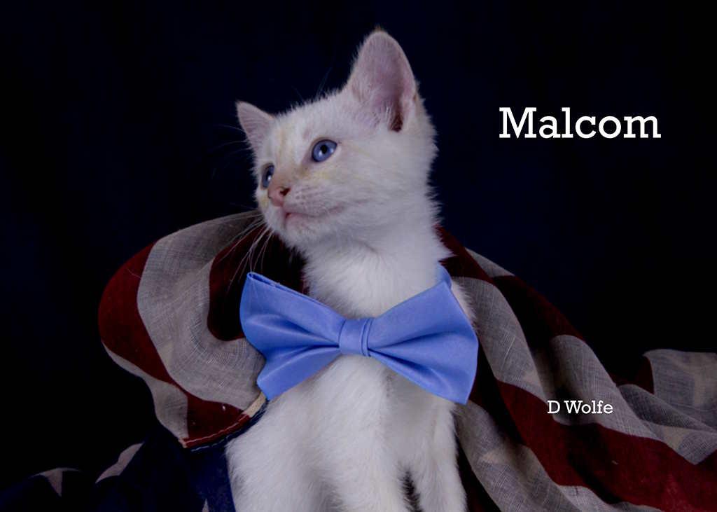 Malcolm, an adopted mixed breed in York, NE image 3/4
