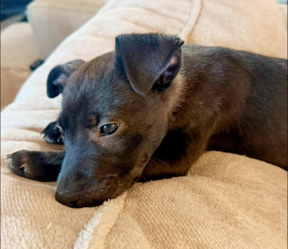 Iris, Adoptable, Puppy Female Labrador Retriever.