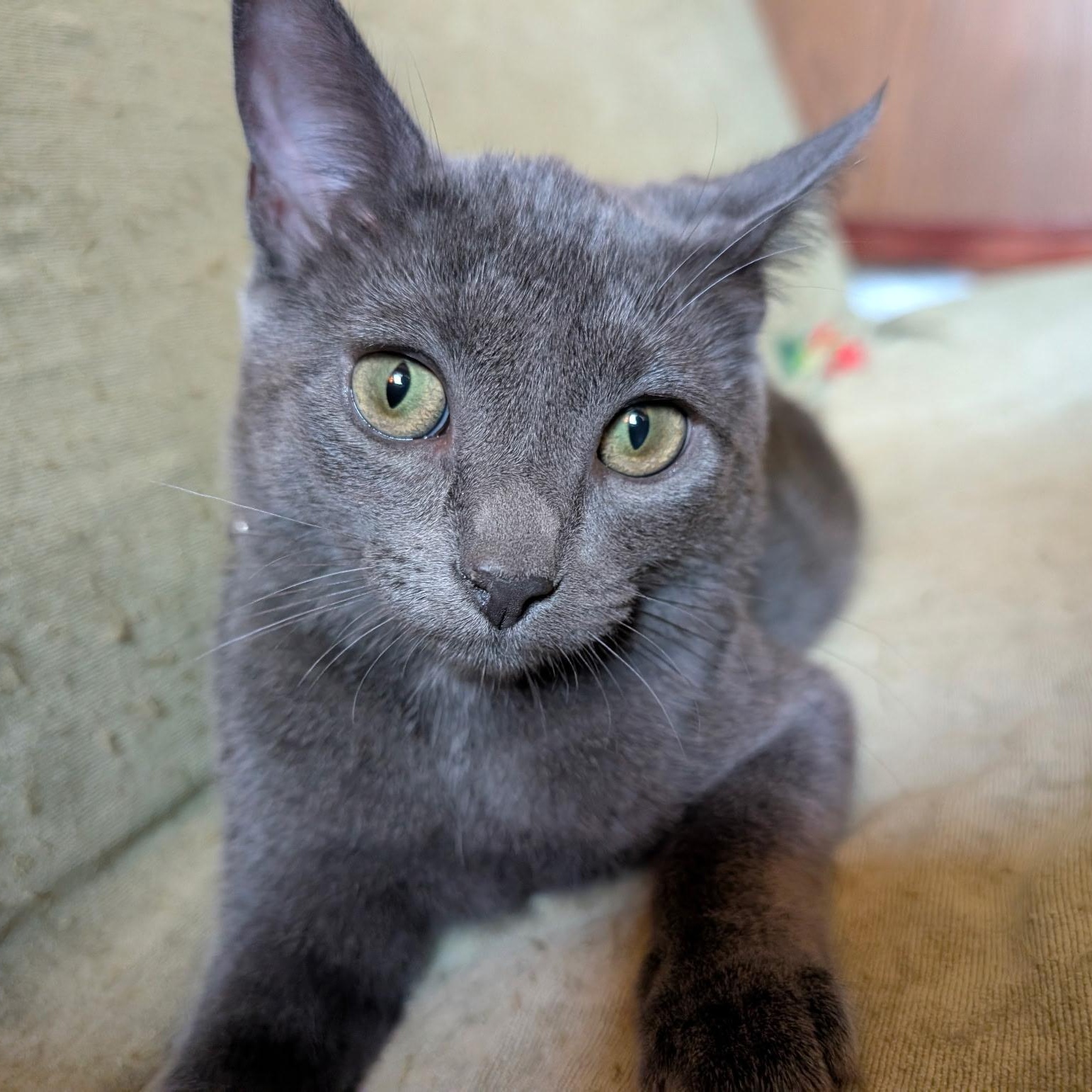 Enlarge Avocado, a Adoptable Domestic Short Hair in Apple Valley, MN image 1/6