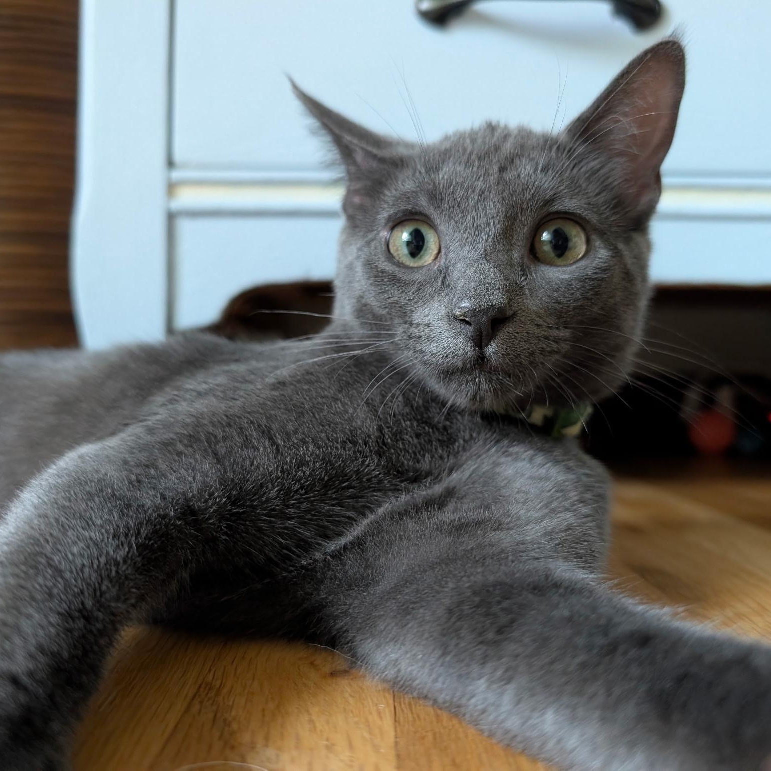 Enlarge Avocado, a Adoptable Domestic Short Hair in Apple Valley, MN image 4/6