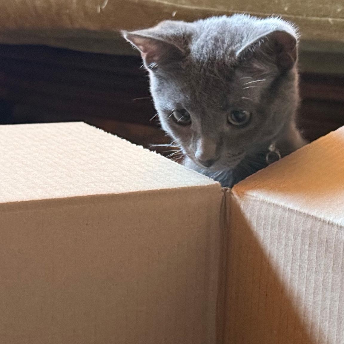 Enlarge Avocado, a Adoptable Domestic Short Hair in Apple Valley, MN image 2/6