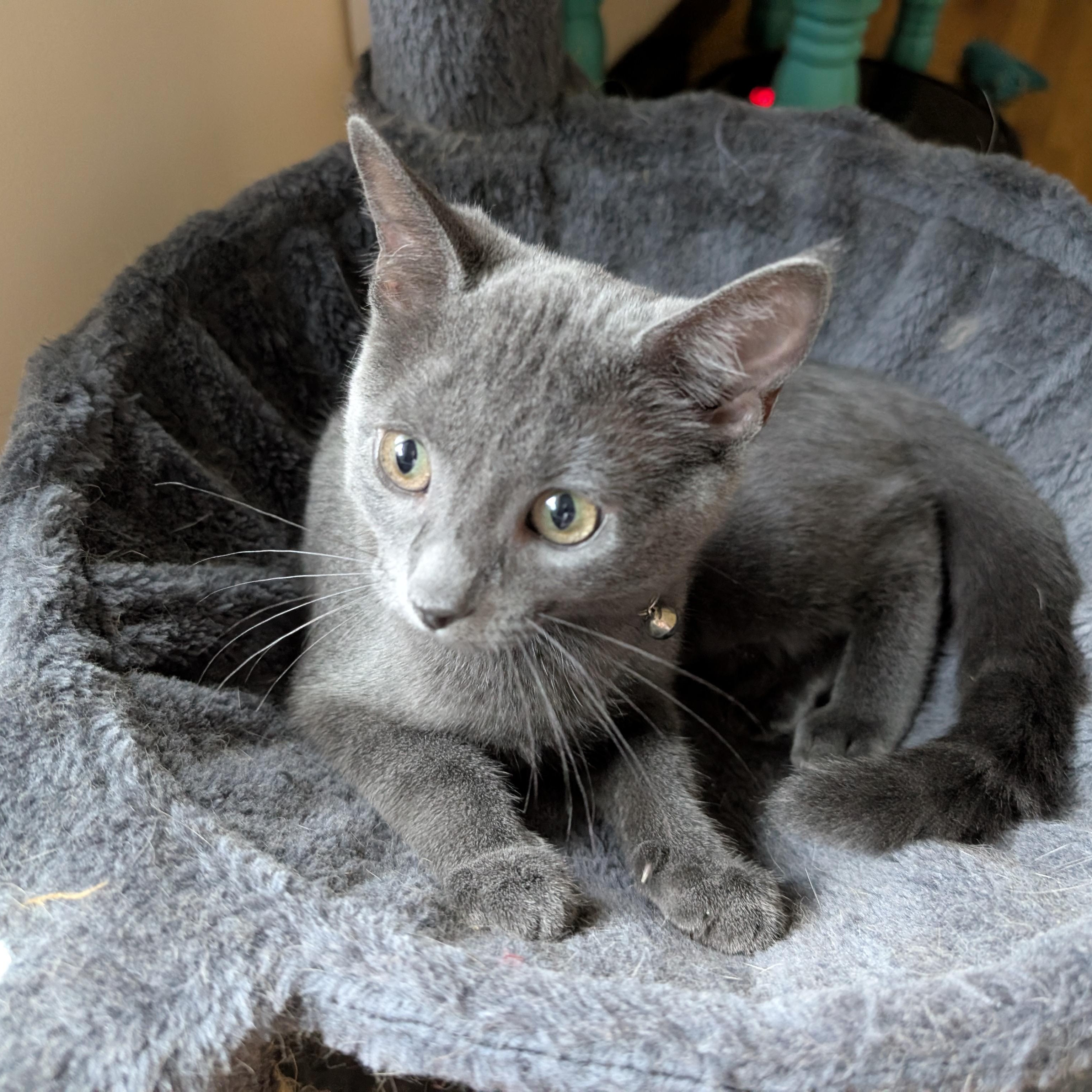 Enlarge Avocado, a Adoptable Domestic Short Hair in Apple Valley, MN image 5/6