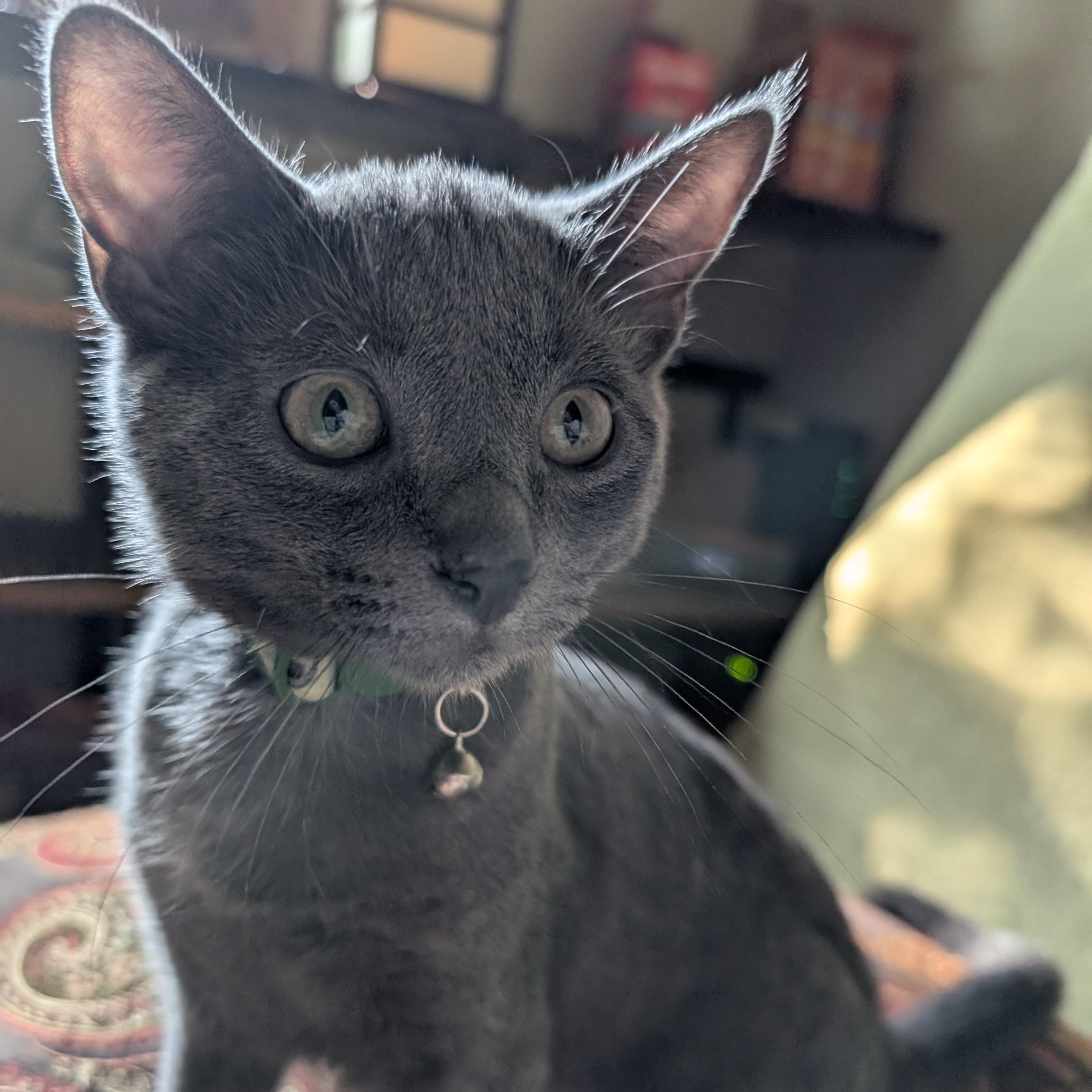 Enlarge Avocado, a Adoptable Domestic Short Hair in Apple Valley, MN image 6/6
