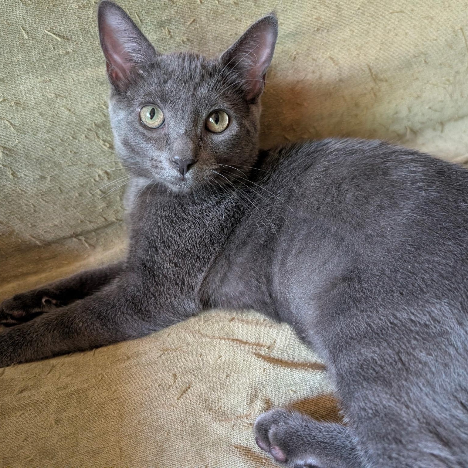 Enlarge Avocado, a Adoptable Domestic Short Hair in Apple Valley, MN image 3/6