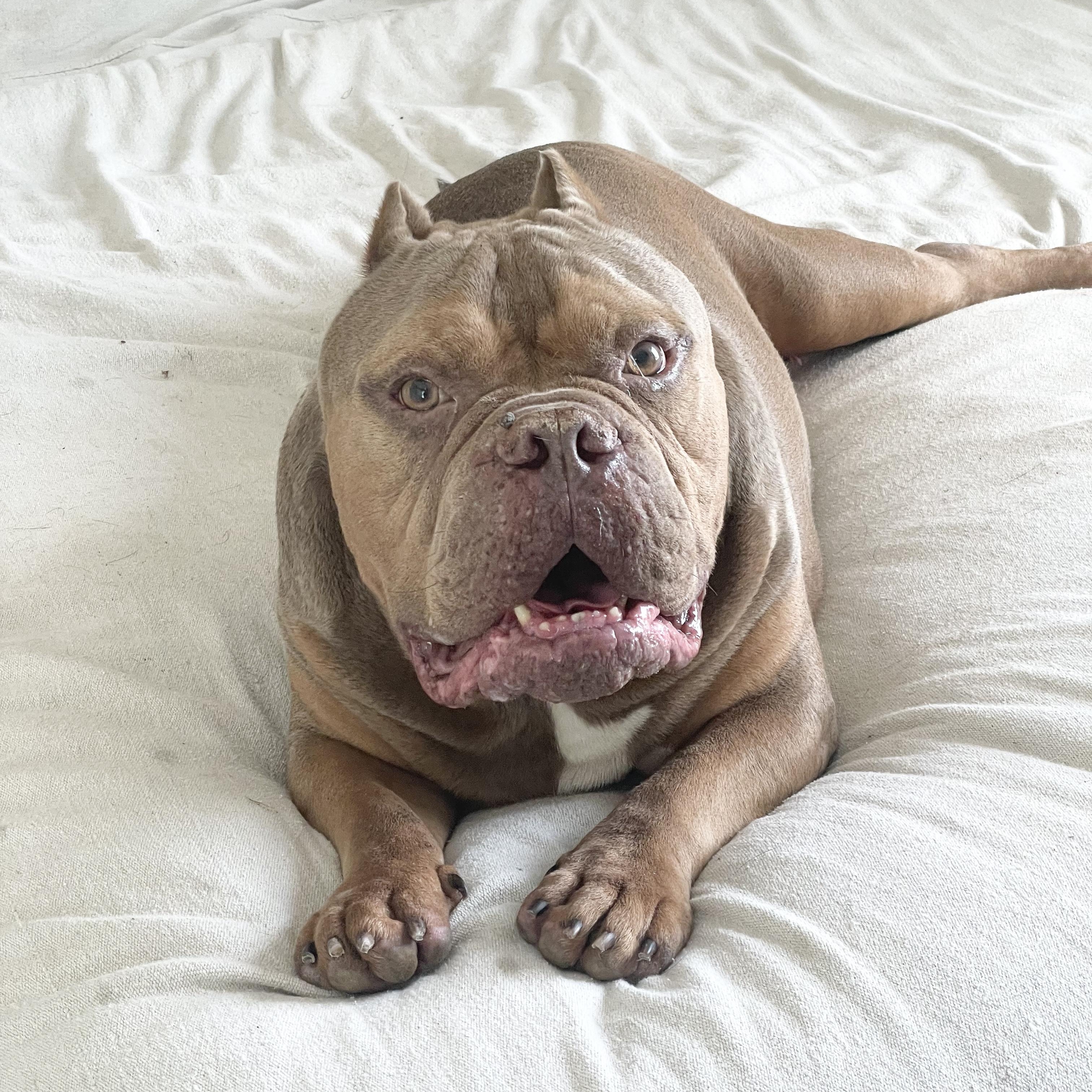 Enlarge Perfect Tank, a ADOPTABLE American Bully in West Hartford , CT image 5/5