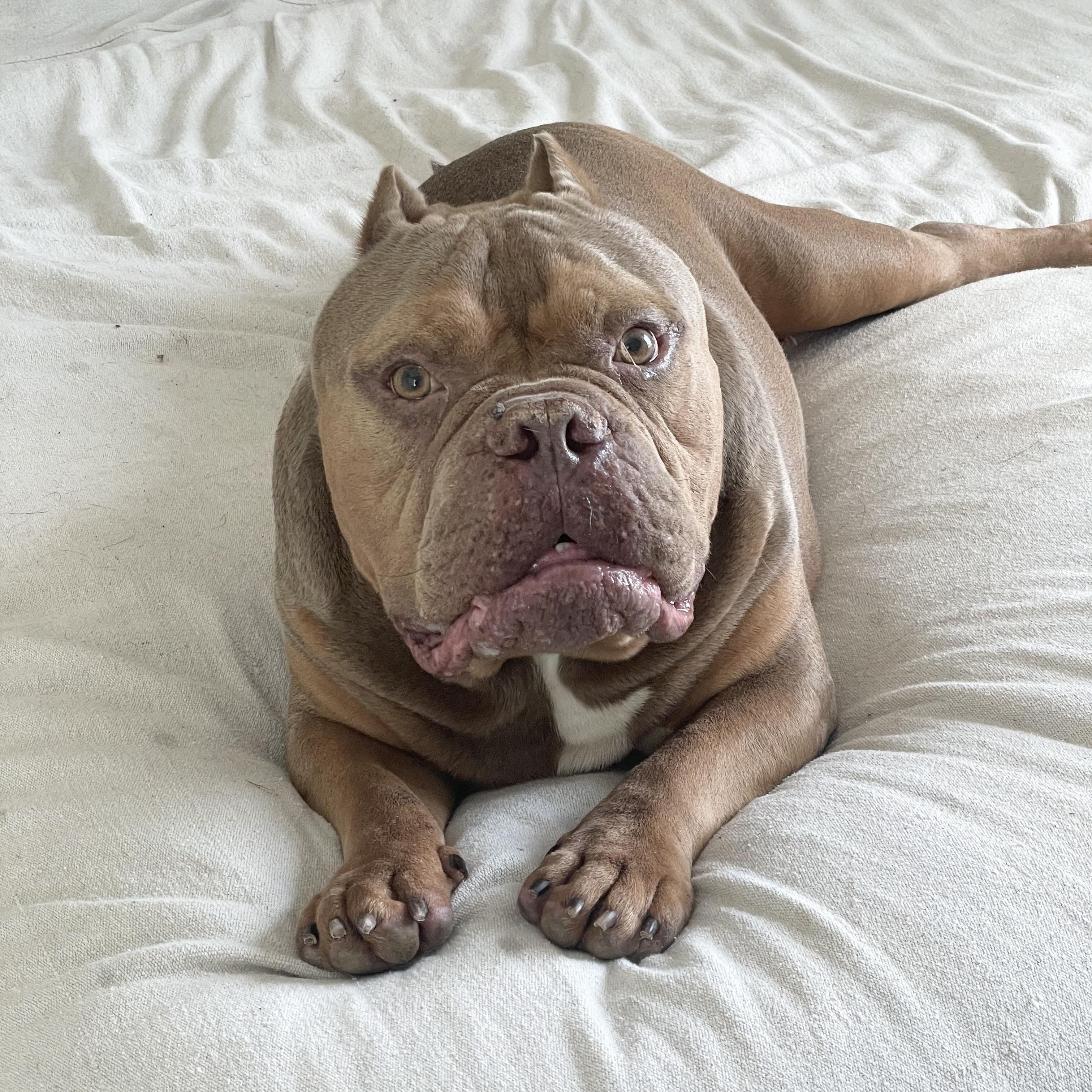 Enlarge Perfect Tank, a ADOPTABLE American Bully in West Hartford , CT image 4/5