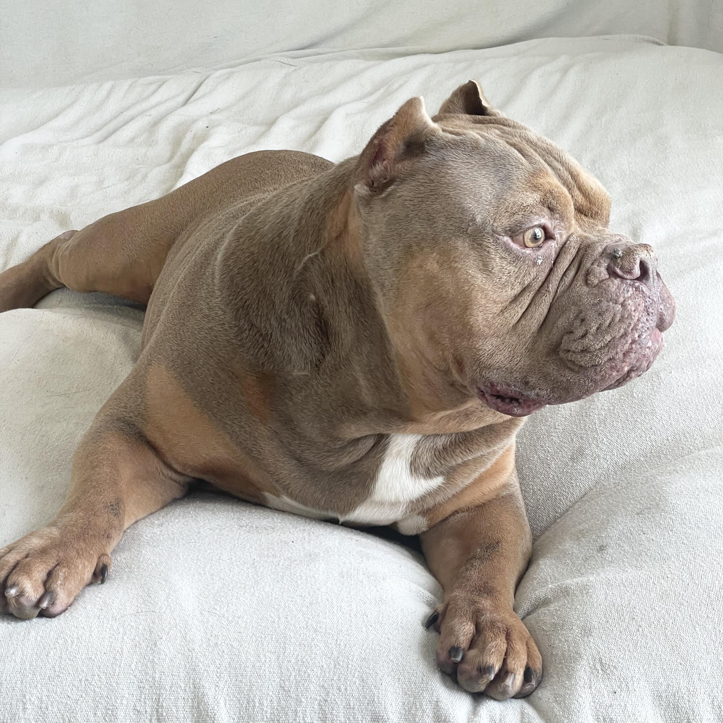 Enlarge Perfect Tank, a ADOPTABLE American Bully in West Hartford , CT image 3/5