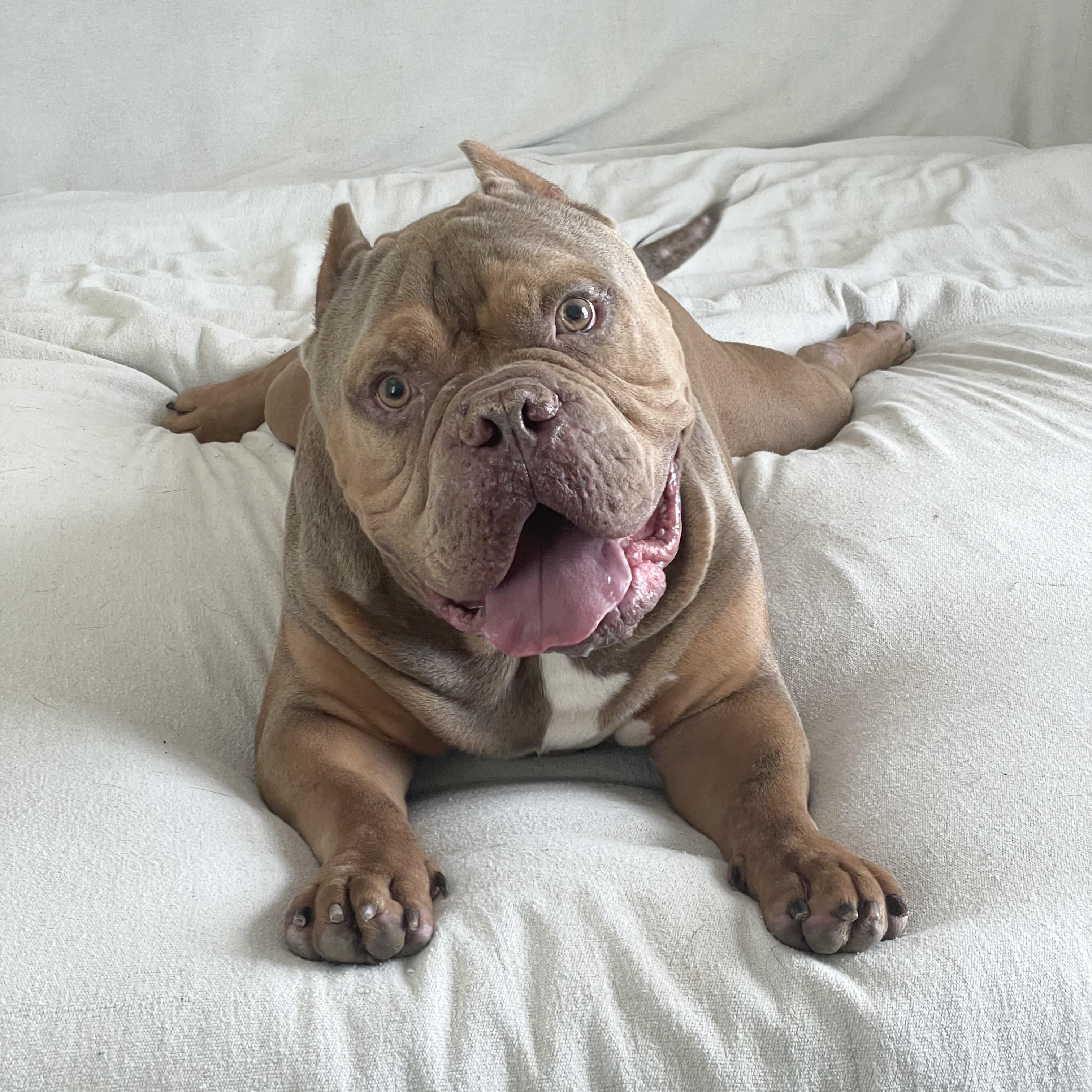 Perfect Tank, ADOPTABLE, Adult Male American Bully.