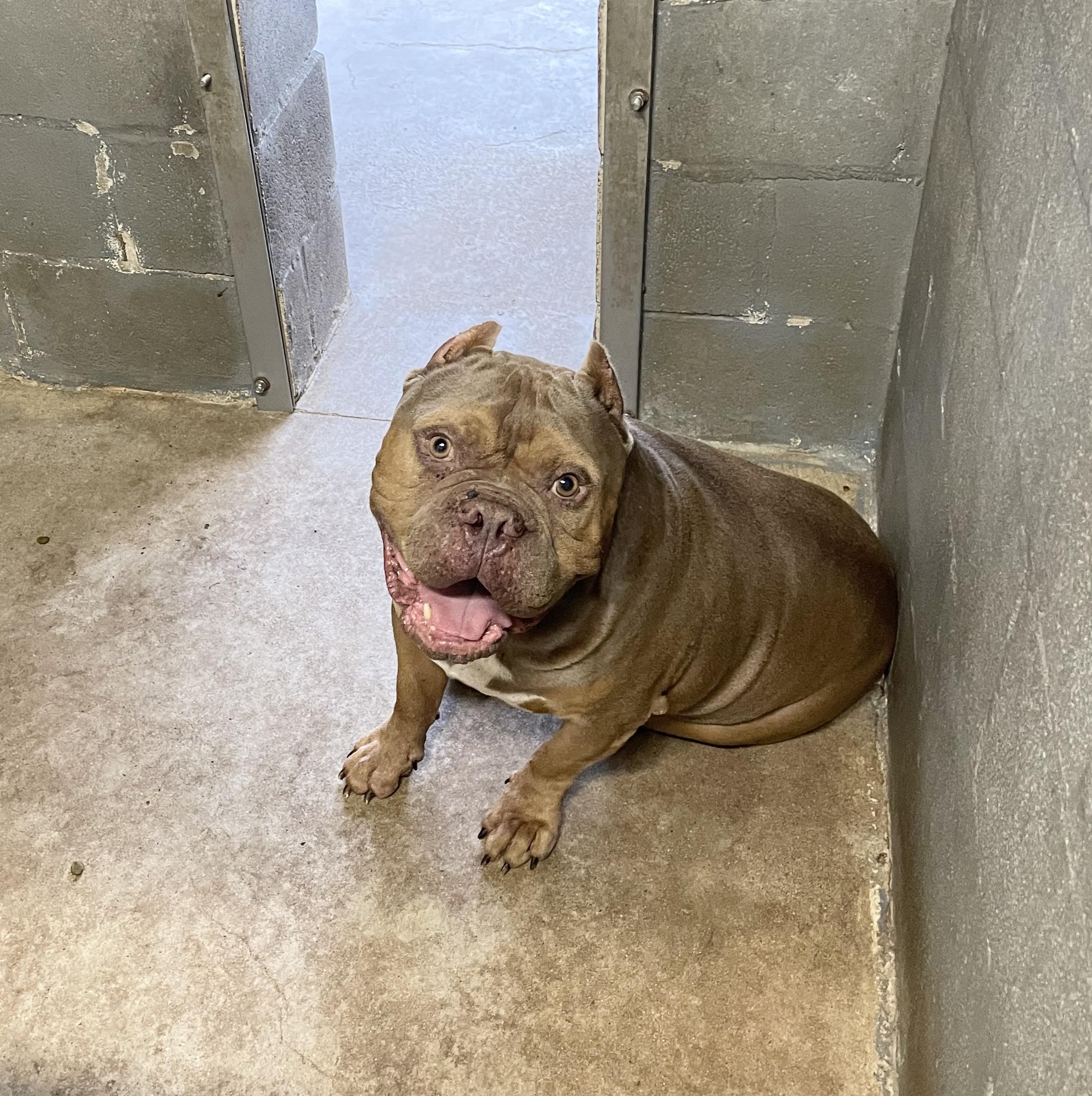 Enlarge Perfect Tank, a ADOPTABLE American Bully in West Hartford , CT image 2/5