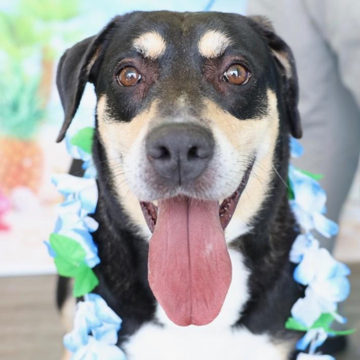 LUCY, Adoptable, Adult Female Labrador Retriever & Mixed Breed.