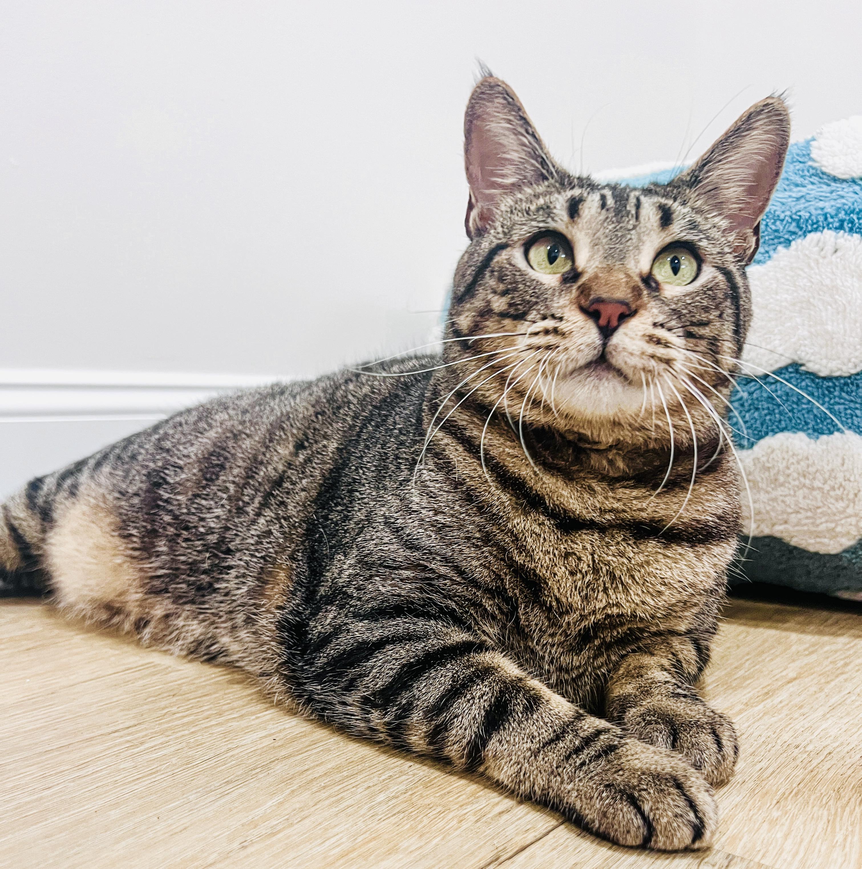 Enlarge Betty, a Adoptable mixed breed in Rocky Hill, CT image 1/6