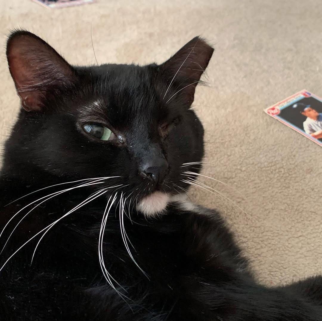 Minnie, Adoptable, Senior Female Domestic Short Hair.
