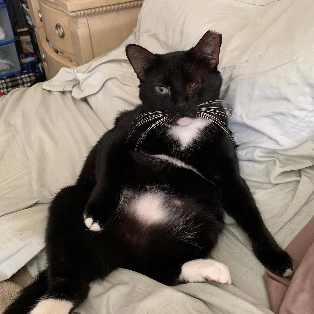 Enlarge Minnie, a Adoptable Domestic Short Hair in Oviedo, FL image 2/3