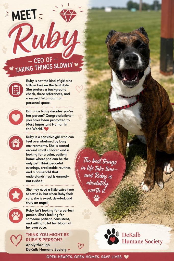 Ruby, Adoptable, Young Female Boxer.